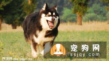 阿拉斯加雪橇犬性格好吗，多少钱一只？阿拉斯加好养吗？