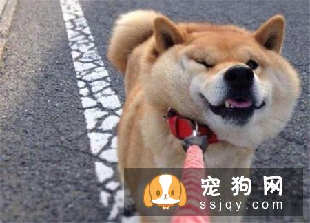 拒绝激素产品，狗狗发育全攻略