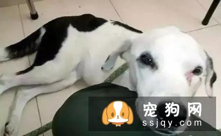 作为上班族的我们，养些什么宠物比较好呢？