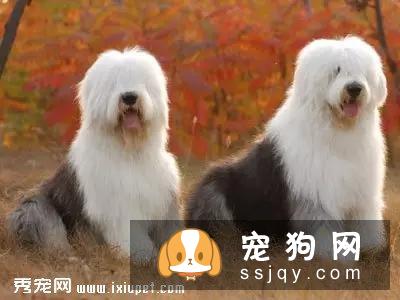 新手养狗指南|宠物狗多久洗一次澡？