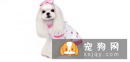 马尔济斯犬的外形特征及训练方法_马尔济斯犬价格