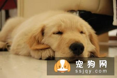 狗呕吐是怎么回事？狗狗呕吐怎么办？