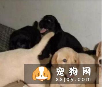怎样提高宠物犬睡眠品质？