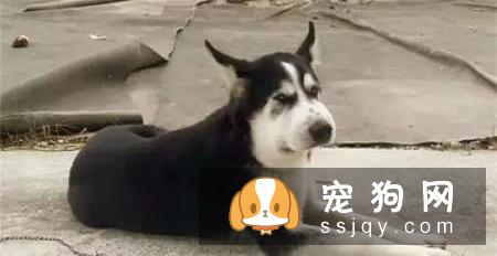 狗狗经常袒露肚皮的原因，你真的知道吗？