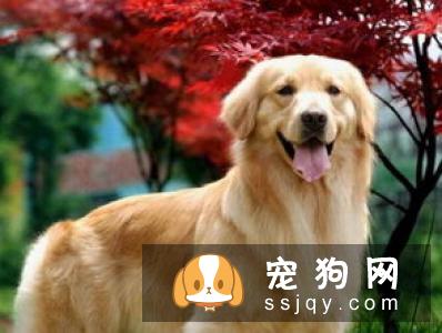 避免狗狗肠胃消化不良的方法