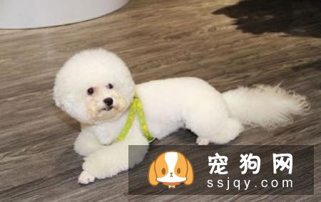 比熊吃饭四件大事主人一定要记牢