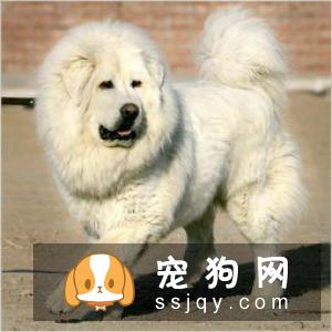 那不勒斯獒的习性特征及饲养方法_介绍