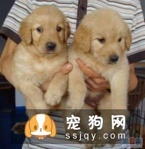购买纯种金毛犬须知的三点注意事项