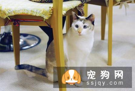 作为上班族的我们，养些什么宠物比较好呢？