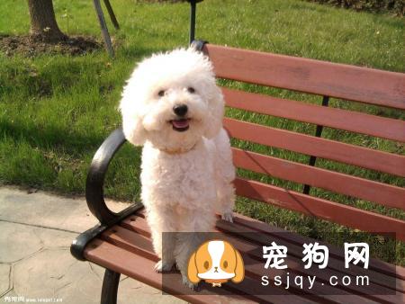 比熊犬的饲养经验