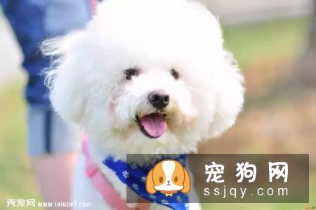 比熊吃饭四件大事主人一定要记牢