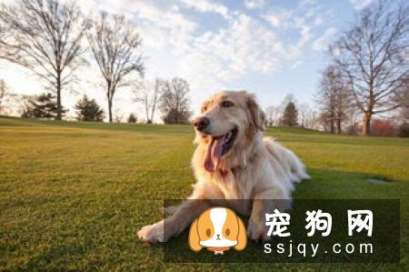 狗狗的寿命到底有多长呢，我们还能够陪伴它们多长时间？