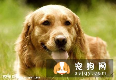 狗呕吐是怎么回事？狗狗呕吐怎么办？