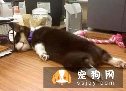 狗狗经常袒露肚皮的原因，你真的知道吗？
