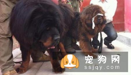 惊天兽多少钱一只,好养吗?惊天兽外形特征_图片