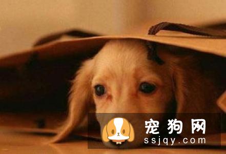 宠物美容教父林裕雄导师山东讲习会