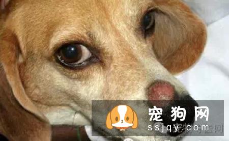 盘点狗狗皮肤病知识大全（图文解读）