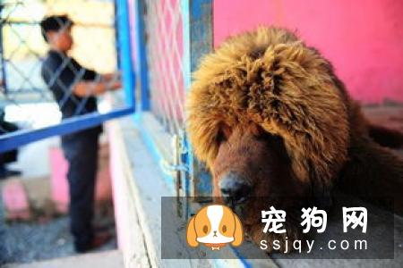 那不勒斯獒的习性特征及饲养方法_介绍