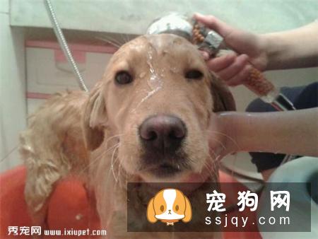怀孕母狗洗澡_母狗生小狗后多久可以洗澡？