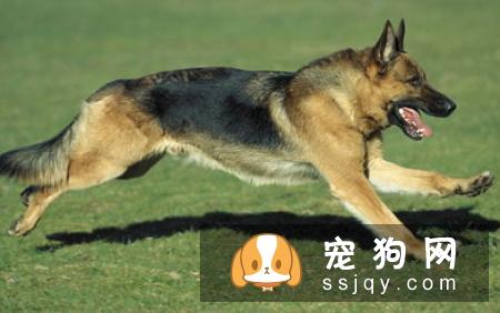 怎么训练德国牧羊犬定点排便？