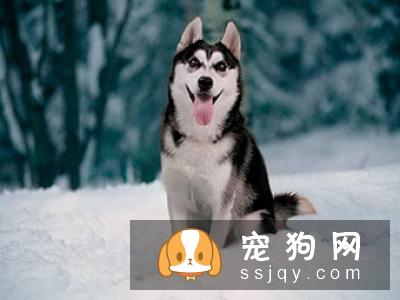 狼青犬多少钱一只_养殖技术_外形特征_图片