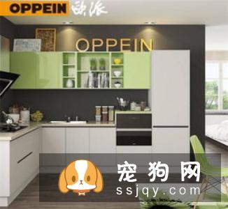 中国西施犬多少钱一只,好养吗?西施犬选购方法