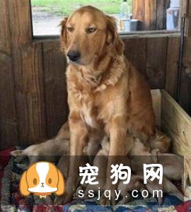 让狗狗学会“拜年”| 训练宠物狗狗作揖拜年的方法