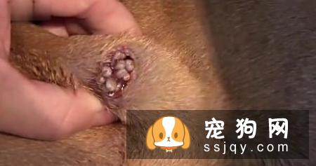 宠物狗身上伤口化脓，用这种特殊疗法你能接受吗