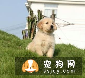 去哪里买金毛狗比较好