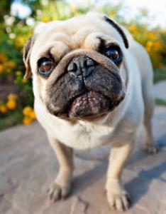 马尔济斯犬的外形特征及训练方法_马尔济斯犬价格