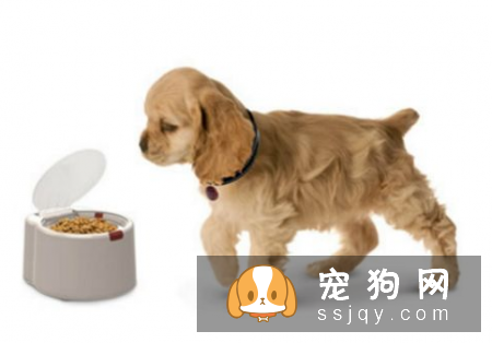 狗狗能吃盐吗？详解吃盐的危害