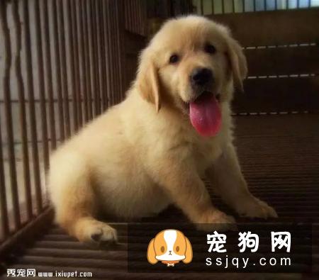 如何解决幼犬的哀嚎 ，真的很头大？