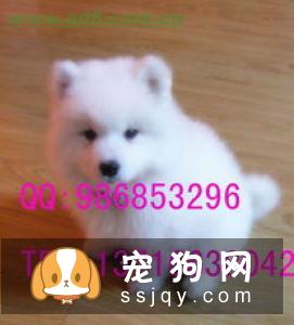 萨摩耶犬智商高不高，好养吗？萨摩耶犬价格|训练