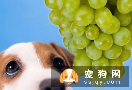 对于狗狗来说，要每天吃蔬菜吗？