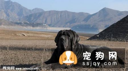 那不勒斯獒的习性特征及饲养方法_介绍