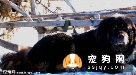蒙古獒的外形特征及四大种类