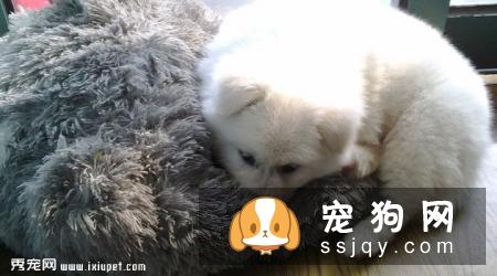 大白熊犬性格怎么样，多少钱一只？大白熊智商及训练方法