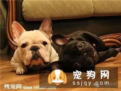细小、犬瘟、是如何得来的？（值得分享）