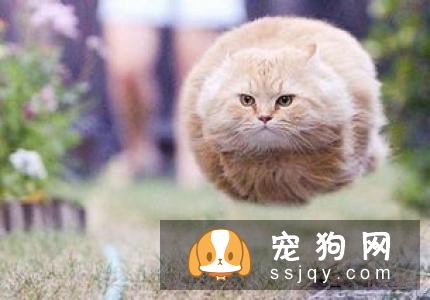 爱宠绝育手术后，如何控制体重？