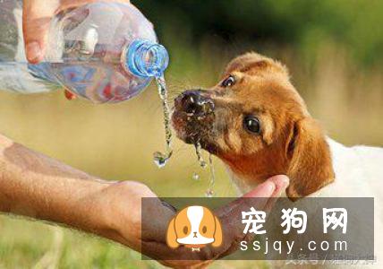 狗狗耐饿不耐渴，狗狗喝水也有大学问