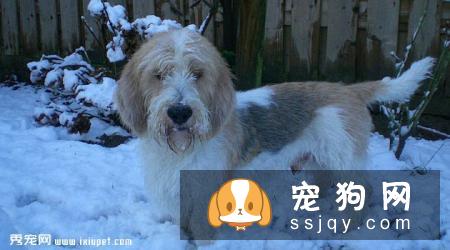 贝吉格里芬凡丁犬的体型特征及训练方法