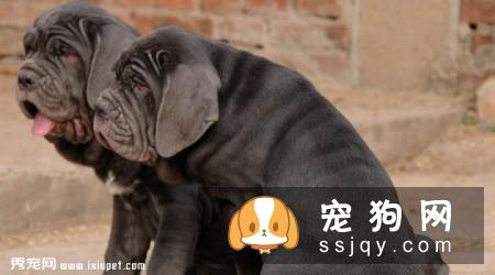 那不勒斯獒的习性特征及饲养方法_介绍