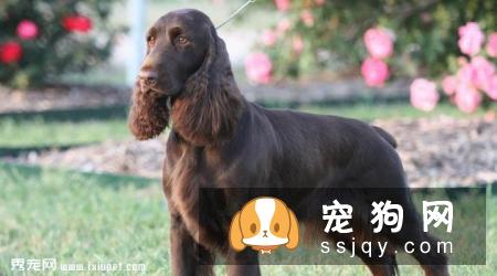 田野小猎犬掉毛程度怎么样_多少钱一只_饲养_图片