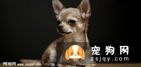 【吉娃娃】吉娃娃档案介绍及饲养知识大全