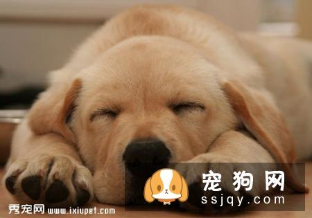 狗狗子宫内膜炎的发病原因_症状_治疗方法