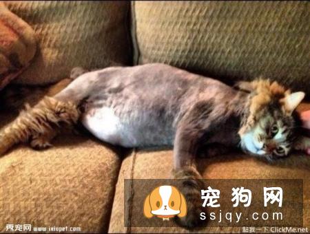 惨遭美容师毒手的11只宠物，又要被怨恨好几个月了！
