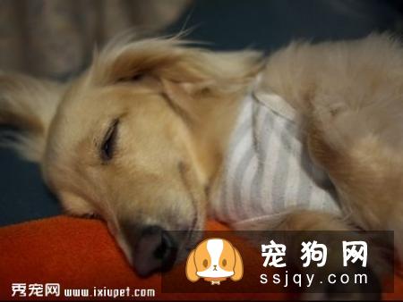 狗狗支气管炎怎么治疗_症状
