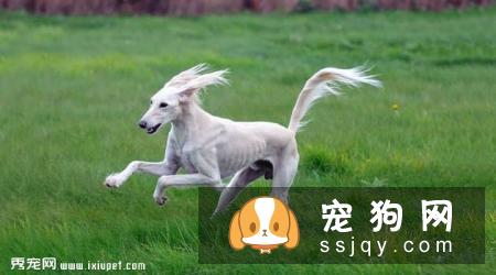 萨路基猎犬好养吗?萨路基猎犬掉毛程度|价格|训练|智商