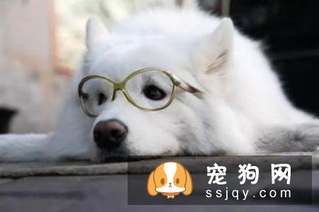 为什么要购买哈士奇的5个理由