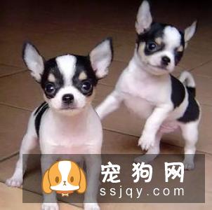 【吉娃娃】吉娃娃档案介绍及饲养知识大全